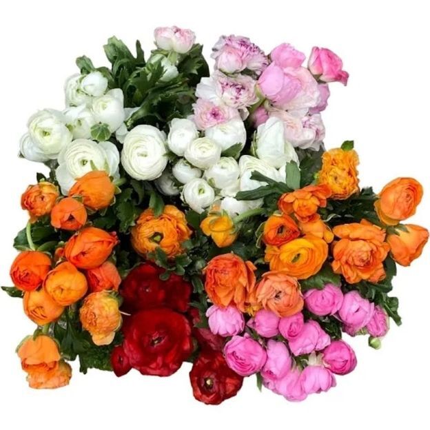 Mixed bunch of ranunculus blooms in vibrant shades including white, pink, orange, red, and purple.